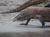 144 - 20160429 Komodo-Beach