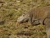 20160428 - Komodo-Park-123 20160428 Komodo-Park