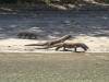 20160429 - Komodo-Beach-121 20160429 Komodo-Beach