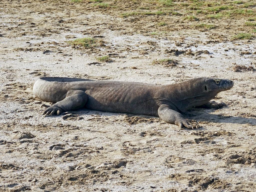 20160428 - Komodo-Park-108 20160428 Komodo-Park