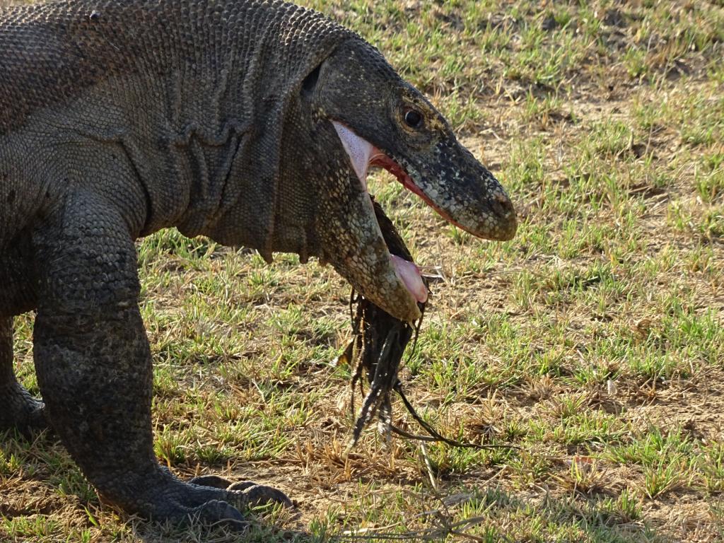 20160428 - Komodo-Park-121 20160428 Komodo-Park