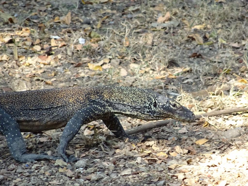 20160428 - Komodo-Park-145 20160428 Komodo-Park