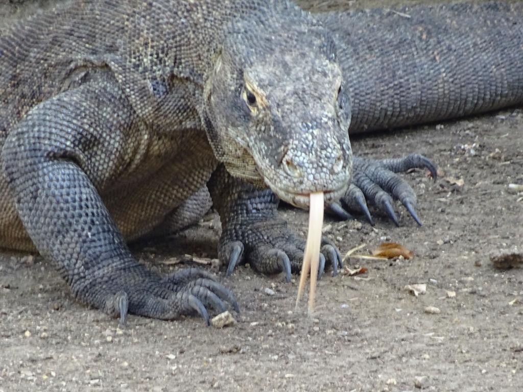 20160428 - Komodo-Park-155 20160428 Komodo-Park