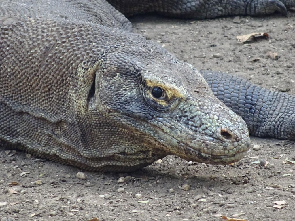 20160428 - Komodo-Park-158 20160428 Komodo-Park