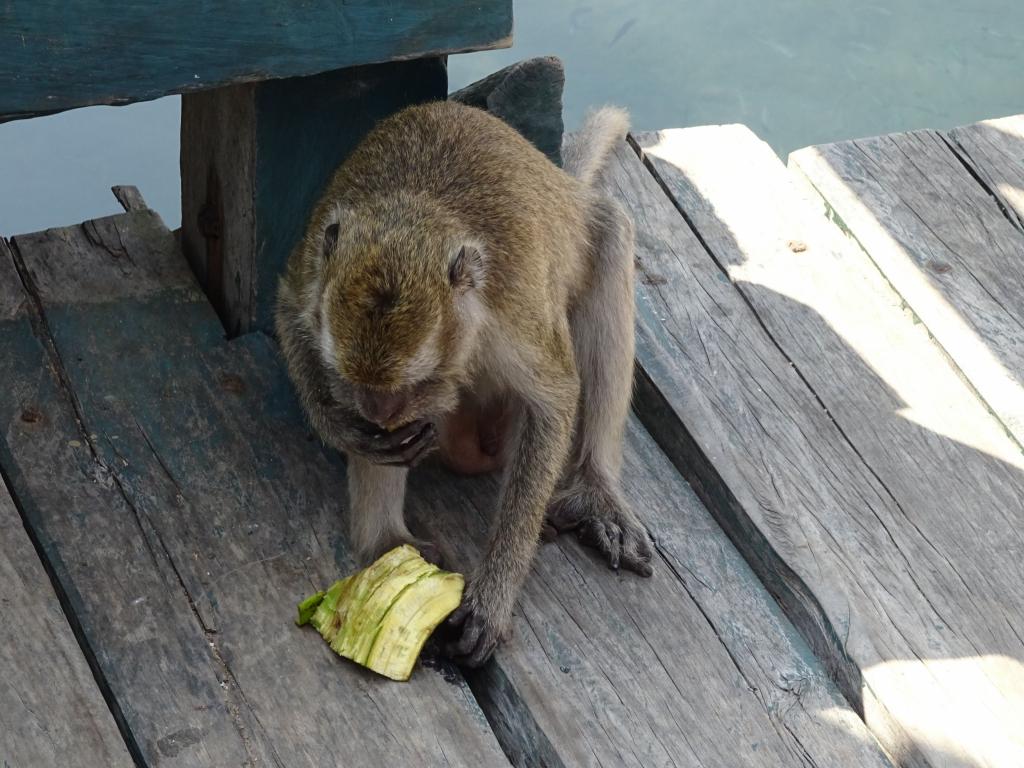 20160428 - Komodo-Park-209 20160428 Komodo-Park