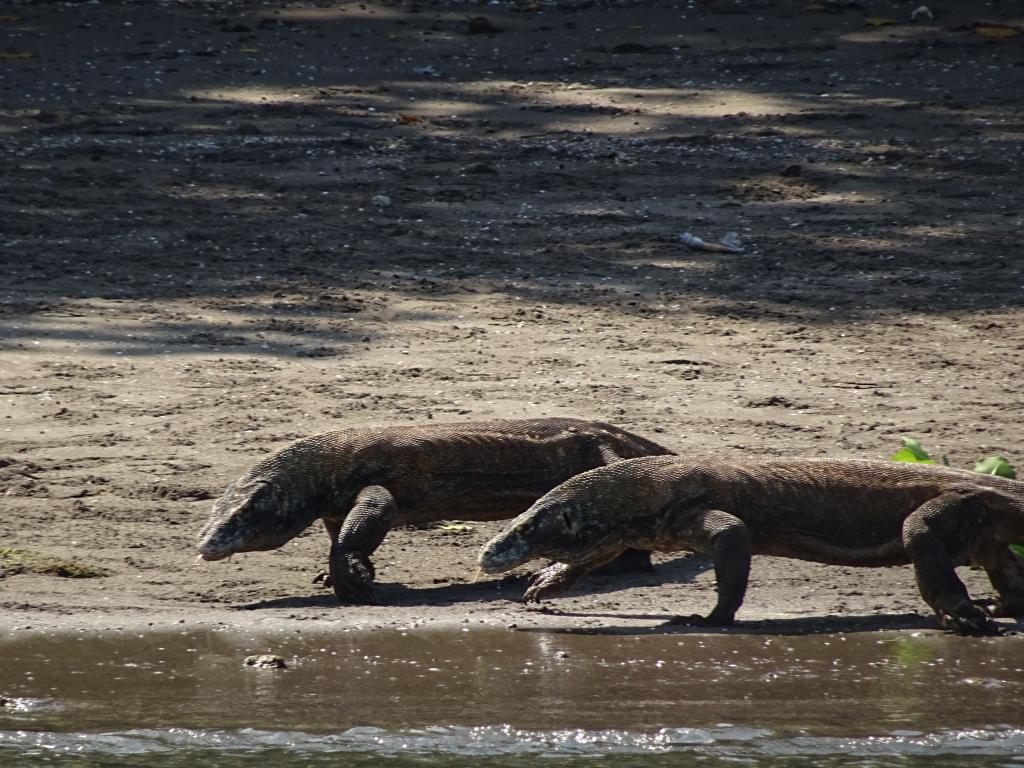 20160429 - Komodo-Beach-104 20160429 Komodo-Beach