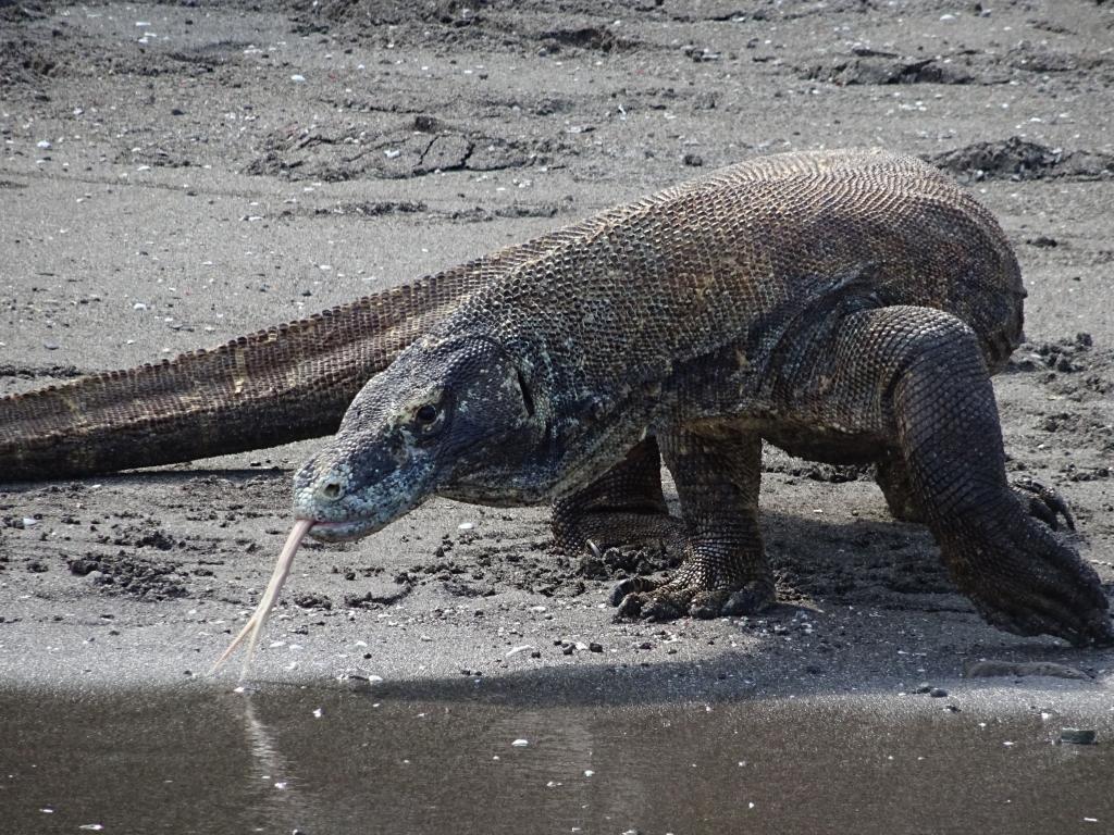 20160429 - Komodo-Beach-132 20160429 Komodo-Beach