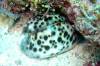 101 - Dive2-3 Lighthouse Reef