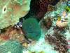 102 - Dive2-3 Lighthouse Reef