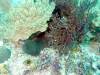 103 - Dive2-3 Lighthouse Reef