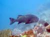 104 - Dive2-3 Lighthouse Reef