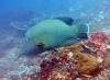 107 - Dive2-3 Lighthouse Reef