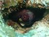109 - Dive2-3 Lighthouse Reef