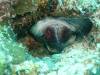 110 - Dive2-3 Lighthouse Reef