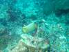 111 - Dive2-3 Lighthouse Reef