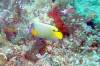 112 - Dive2-3 Lighthouse Reef