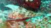 113 - Dive2-3 Lighthouse Reef