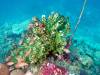115 - Dive2-3 Lighthouse Reef