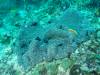 116 - Dive2-3 Lighthouse Reef