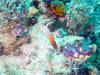 117 - Dive2-3 Lighthouse Reef