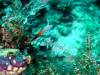 118 - Dive2-3 Lighthouse Reef