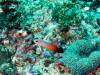 119 - Dive2-3 Lighthouse Reef