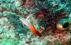 120 - Dive2-3 Lighthouse Reef