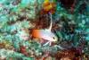 121 - Dive2-3 Lighthouse Reef