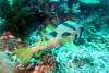 125 - Dive2-3 Lighthouse Reef