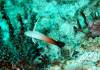 126 - Dive2-3 Lighthouse Reef