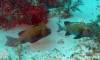 127 - Dive2-3 Lighthouse Reef