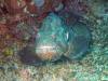 129 - Dive2-3 Lighthouse Reef