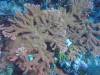 132 - Dive2-3 Lighthouse Reef