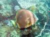 133 - Dive2-3 Lighthouse Reef