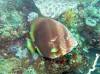 134 - Dive2-3 Lighthouse Reef
