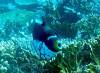 150 - Dive3-3 Tatawa Besar