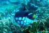 151 - Dive3-3 Tatawa Besar
