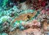 154 - Dive3-3 Tatawa Besar