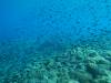 160 - Dive3-3 Tatawa Besar
