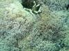 162 - Dive3-3 Tatawa Besar