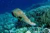 164 - Dive3-3 Tatawa Besar
