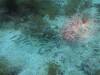 105 - Dive4-1 Wanilu