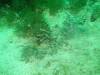 106 - Dive4-1 Wanilu