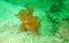 112 - Dive4-1 Wanilu