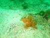 113 - Dive4-1 Wanilu