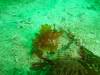 114 - Dive4-1 Wanilu