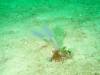 115 - Dive4-1 Wanilu