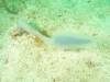 116 - Dive4-1 Wanilu