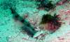 118 - Dive4-1 Wanilu