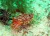 128 - Dive4-1 Wanilu
